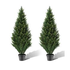 two potted evergreen trees on a white background