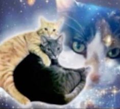 cat galaxy edit blingee 2000s/2010s style 2010s Style, Cat Galaxy, Cat Napping, Louis Wain, Galaxy Cat, Silly Cats Pictures, Marvel Posters, Space Cat, Silly Animals