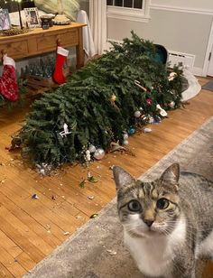 a cat standing in front of a christmas tree