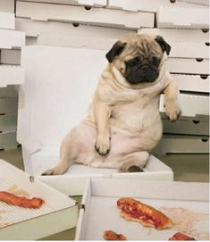 a pug dog sitting on top of a white chair next to pizzas and bacon