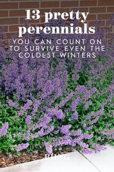 purple flowers in front of a brick wall with the words 13 pretty perennials you can count on to survive even the coldest winters