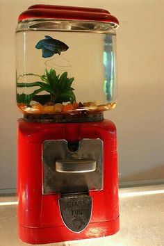 a fish tank filled with plants inside of a red container on top of a counter