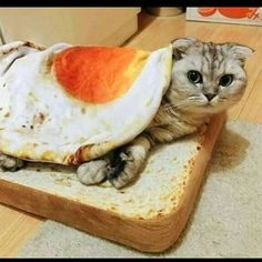 a cat laying on top of a piece of bread with an egg in it's shell