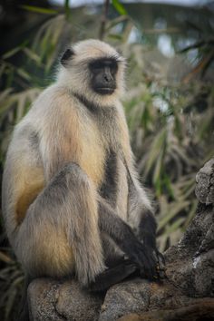 a white and black monkey sitting on top of a rock