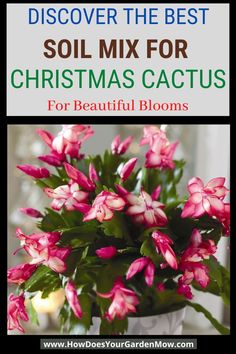 a potted plant with pink flowers in it and the words, discovering the best soil mix for christmas cactuses for beautiful blooms