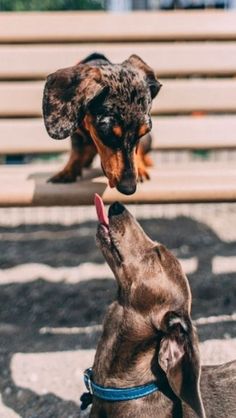 two dogs are playing with each other in front of a park bench and one dog is biting another dog's nose