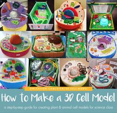 how to make a cell model for children with pictures and instructions on the front cover