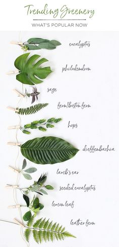 some green leaves are arranged on a white background with the words, trending greenery what's popular now