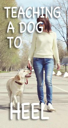 a woman walking her dog on a leash with the words teaching a dog to heel