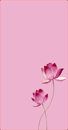 two pink lotus flowers on a pink background