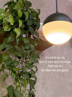 a potted plant next to a wall with a quote about love and life on it