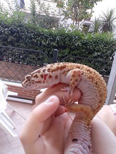 a small lizard being held in someone's hand near a fence and some bushes