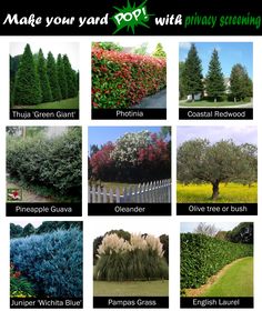 many different types of trees and shrubs are shown in this poster with the words make your yard pop