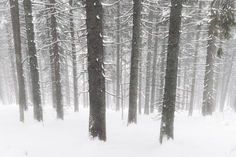 a snow covered forest filled with lots of trees and tall pine trees in the distance