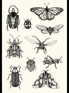 six different types of bugs and insects in black and white, with one bug on the left