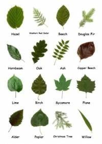 the different types of leaves are shown here