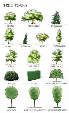 the different types of trees and shrubs are shown in this drawing, which shows how to draw