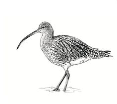 a black and white drawing of a long legged bird