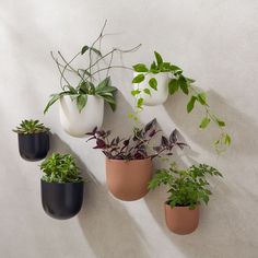 four pots are hanging on the wall with plants in them