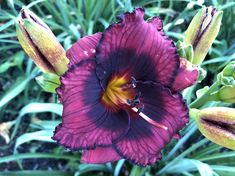 a purple flower with yellow stamens and green leaves