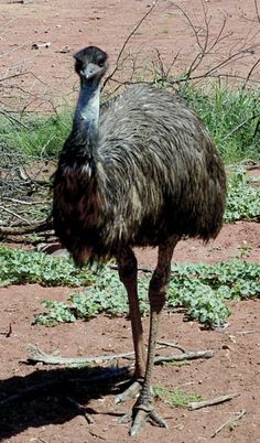 an ostrich is standing in the dirt near some bushes and grass, with its head turned to the side