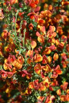 orange and yellow flowers are blooming in the garden