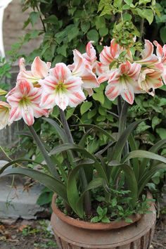 some pink and white flowers in a pot