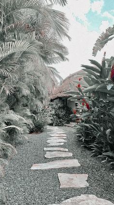 the pathway is lined with stones and palm trees