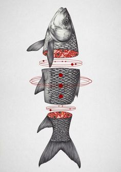 three fish with red dots on their stomachs and one is in the middle of it's body