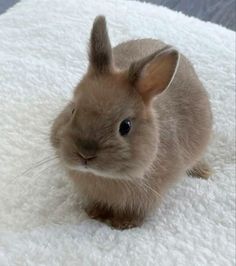 a small rabbit sitting on top of a white rug