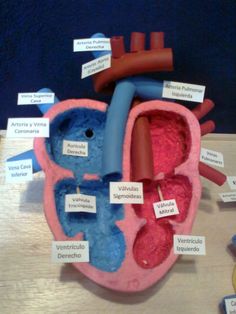 a model of the human heart with labels on it