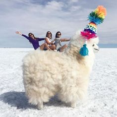 three women are posing with a large white dog in the middle of the snow, and one is wearing a multicolored hat