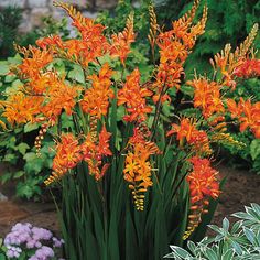 orange flowers are blooming in the garden next to green plants and purple flowers on the ground