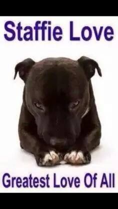 a black dog laying down on top of a white background with the words, staffie love greatest love of all