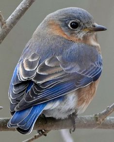 a blue bird sitting on top of a tree branch