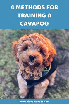 The Ultimate Cavapoo Training Guide Cavoodle Dog, Doodle Breeds, Puppy Development, Cavapoo Dogs, Puppy Training Schedule, Cavapoo Puppy, Puppy School, Dog Commands, Small Doodle