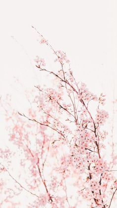 pink flowers are blooming on the branches of a tree in front of a white sky