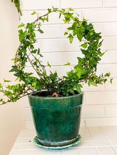 a potted plant sitting on top of a white counter