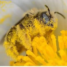 This little bee was successful today. Bee Pictures, Bees And Wasps, Bee Friendly, Beautiful Bugs, Bumble Bees, Bugs And Insects