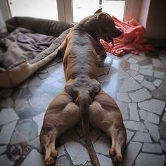 a brown dog laying on top of a stone floor