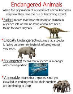 an info sheet describing the different types of animals