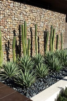 some very pretty cactus plants in front of a stone wall with rocks and grass on it