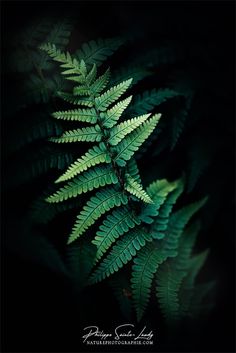 a fern leaf is shown in the dark