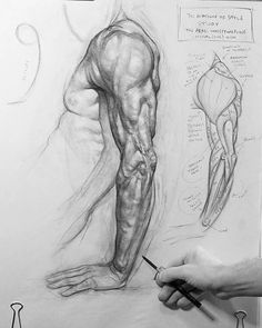 a man is drawing muscles on a piece of paper