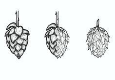 three hops of beer hanging from hooks