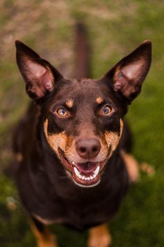 a brown and black dog standing on top of a lush green field