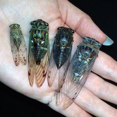 four different types of insect wings on a person's hand