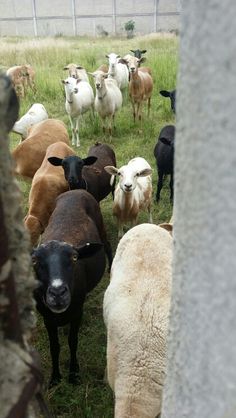 a herd of sheep standing next to each other on a lush green grass covered field