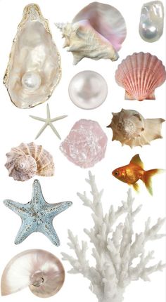 an assortment of seashells and starfish on a white background