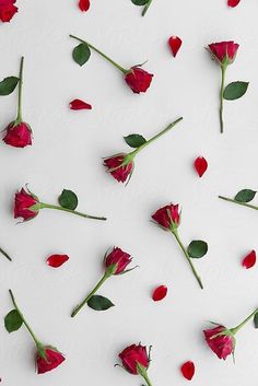 several red roses laid out on a white surface